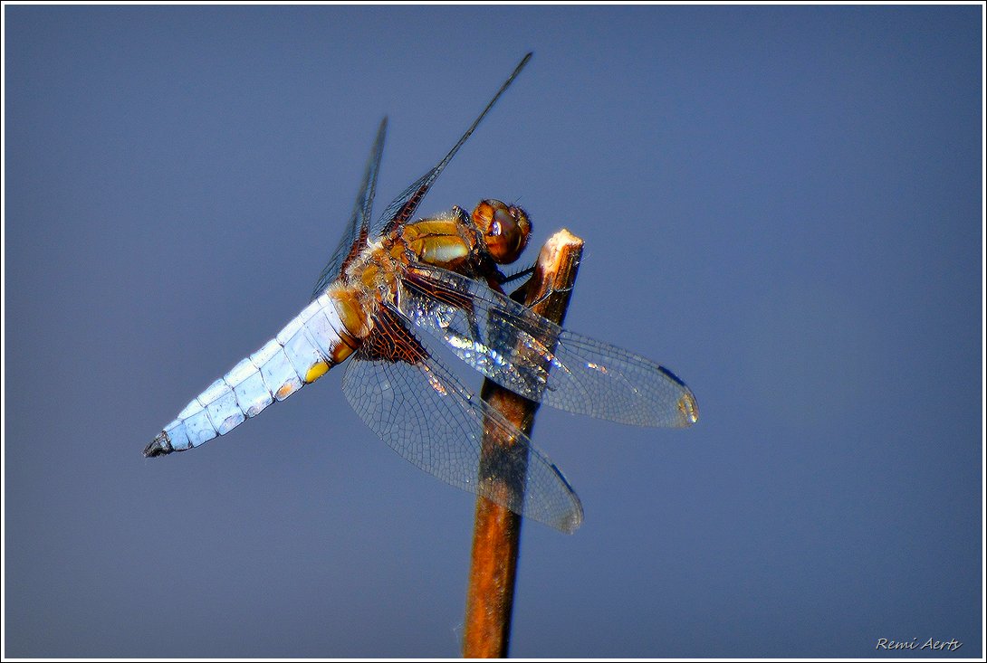 photo "***" tags: macro and close-up, nature, 