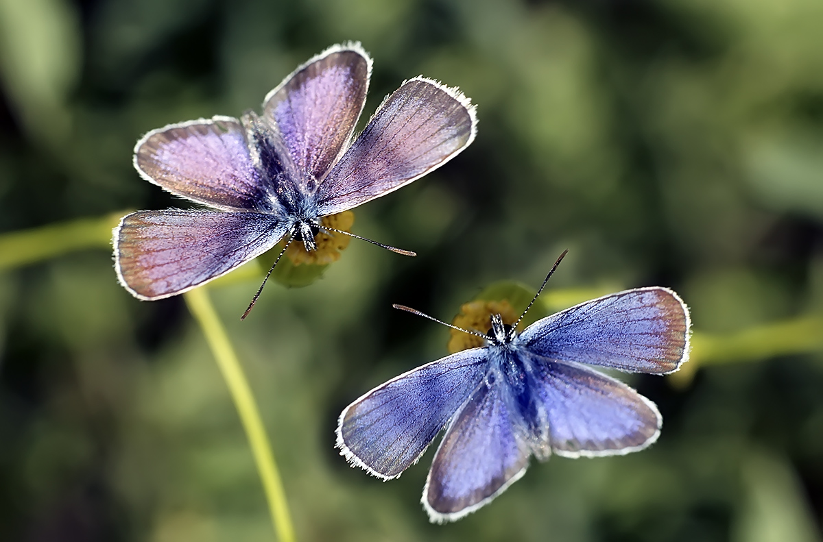 фото "Посиделки" метки: макро и крупный план, природа, бабочки, макро