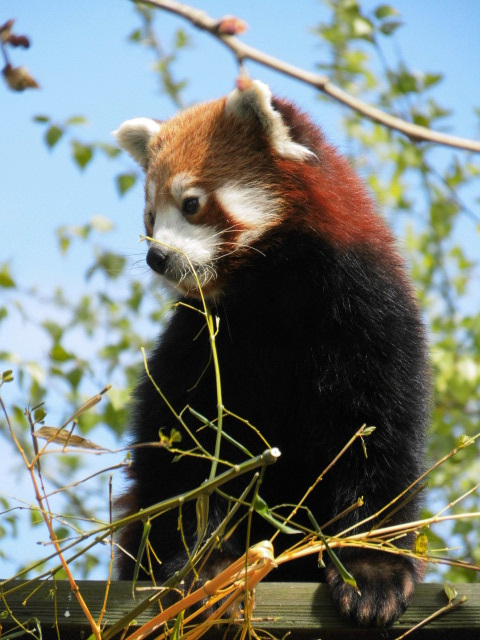 photo "Wildlife" tags: nature, 