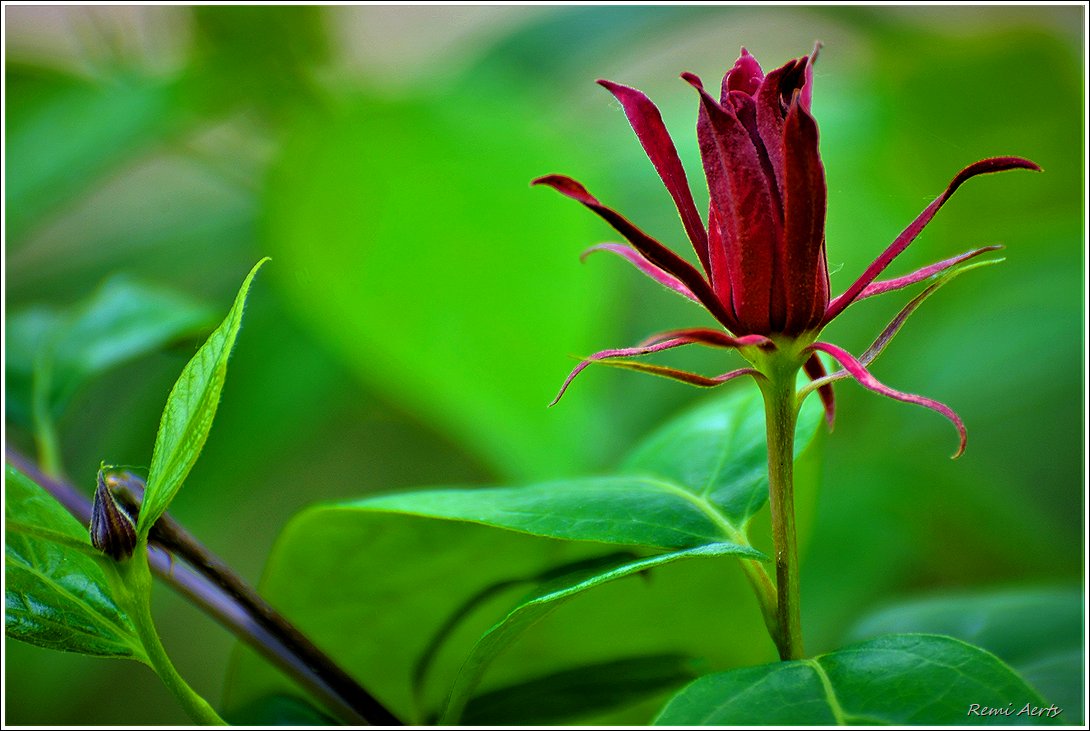 photo "***" tags: nature, macro and close-up, 