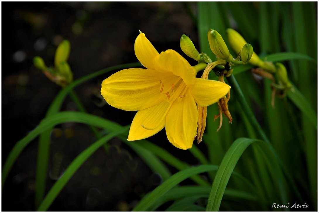 photo "***" tags: nature, macro and close-up, 