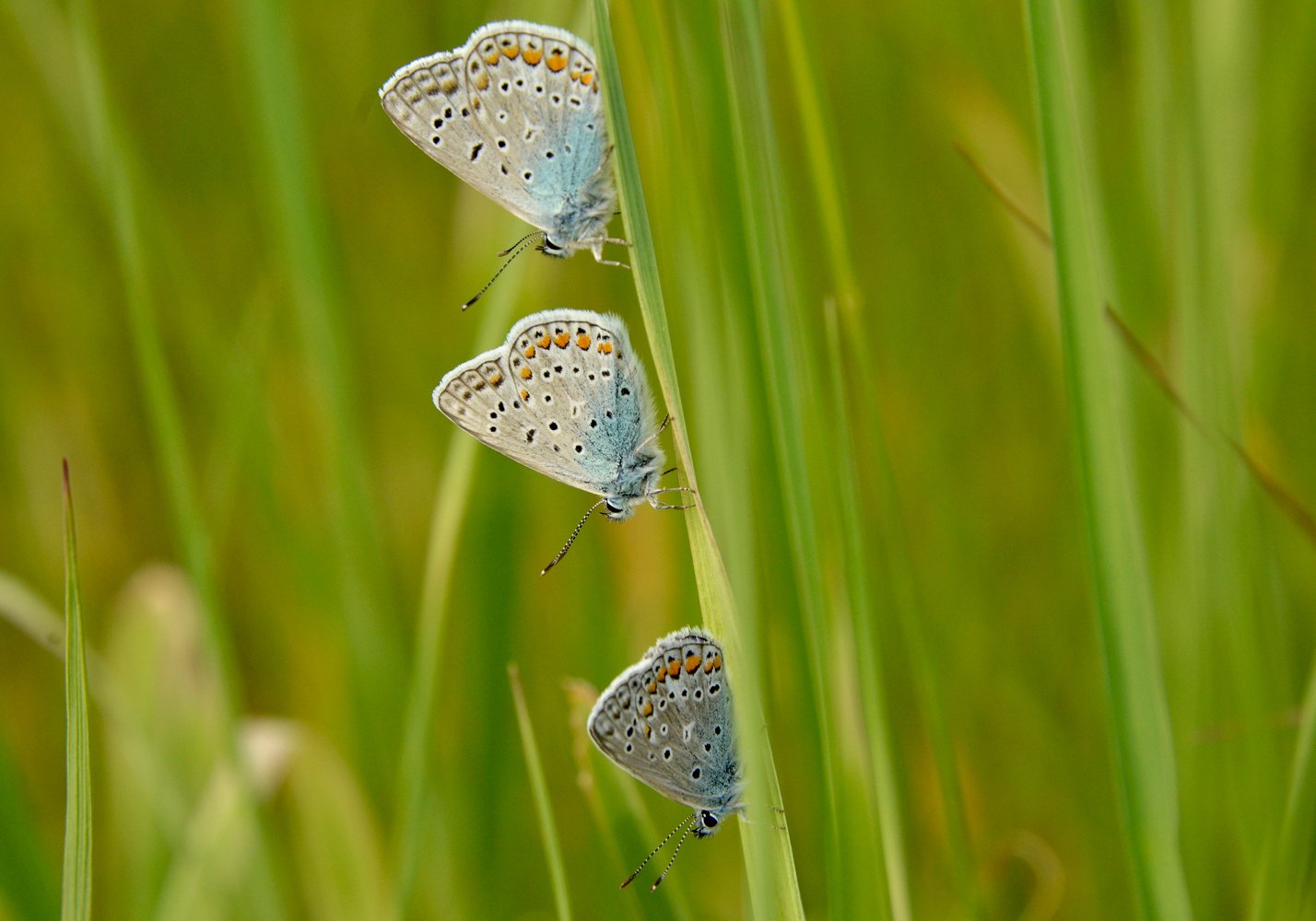 photo "***" tags: macro and close-up, 