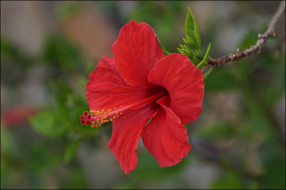 photo "* * *" tags: nature, travel, Greece, Крит