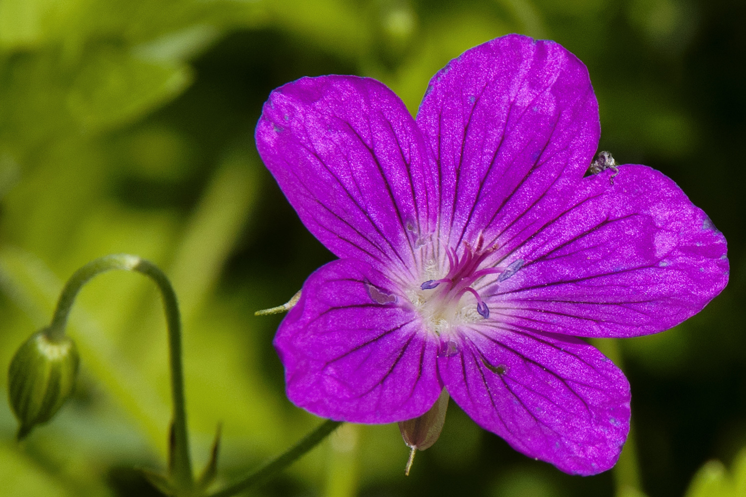 photo "***" tags: macro and close-up, nature, 