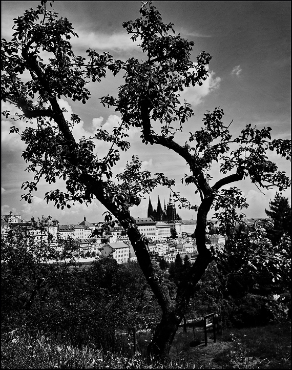 фото "Пражский Град и дерево" метки: архитектура, черно-белые, Prag, Praha, Прага