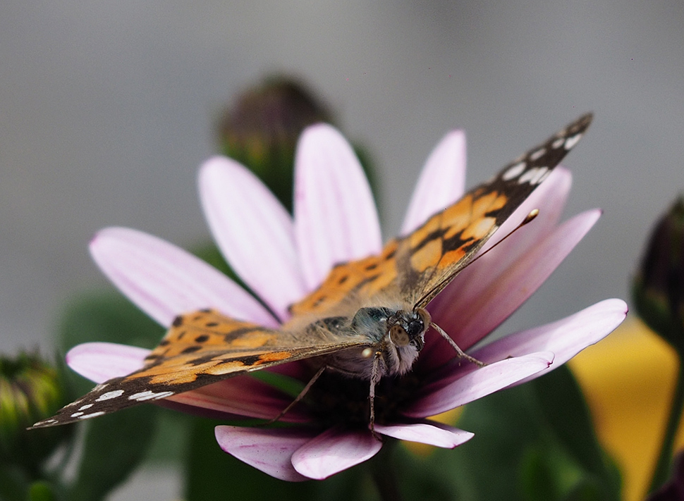 photo "Colors" tags: nature, macro and close-up, reporting, 