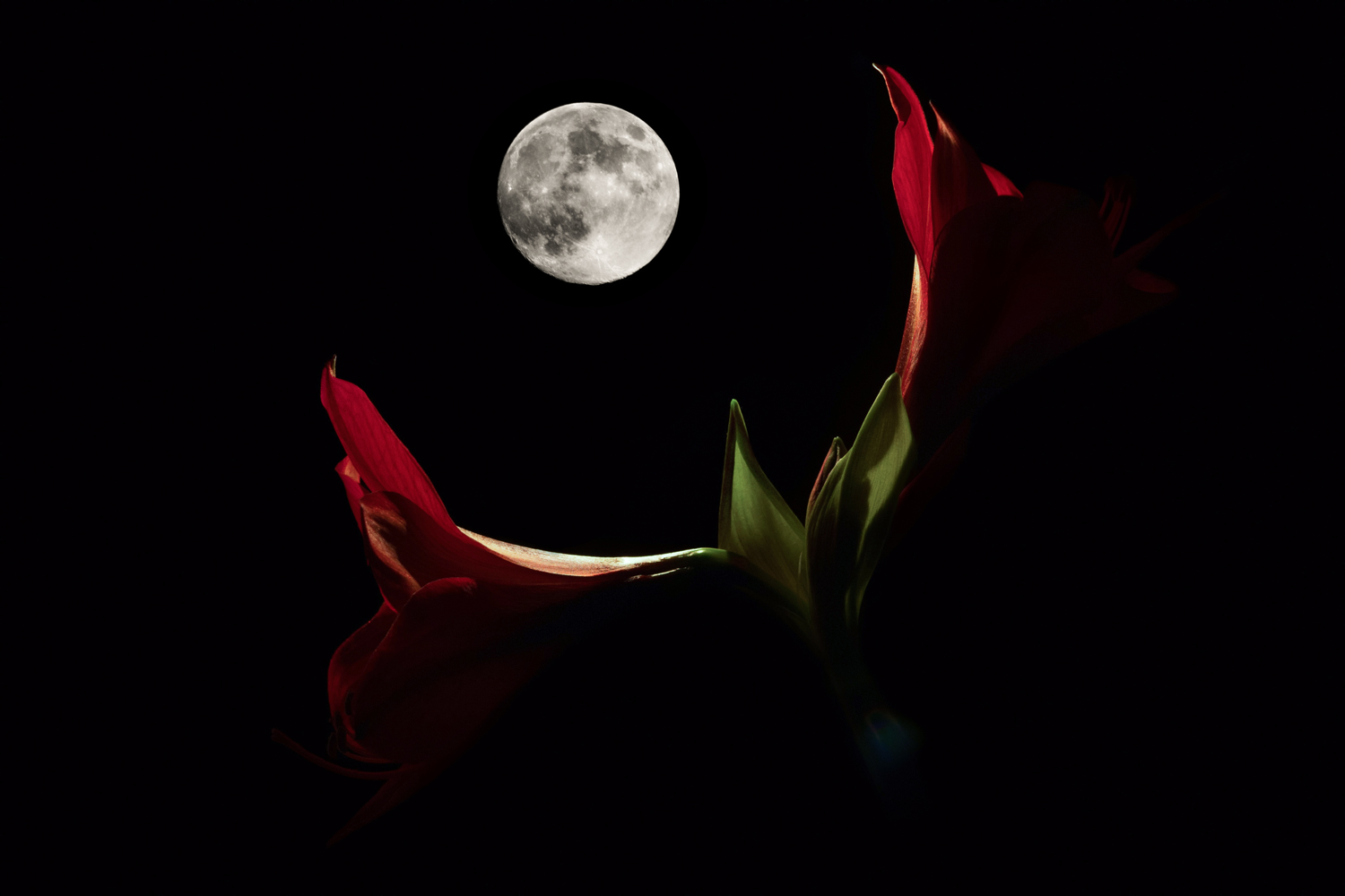 photo "***" tags: montage, misc., nature, Moon, flowers, summer