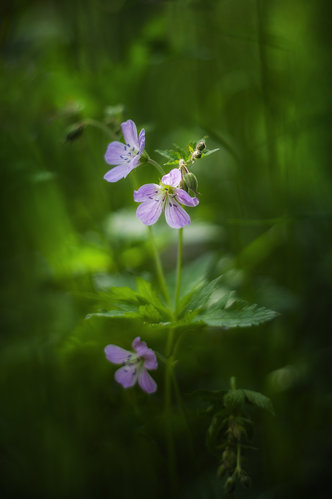 photo "***" tags: macro and close-up, nature, 