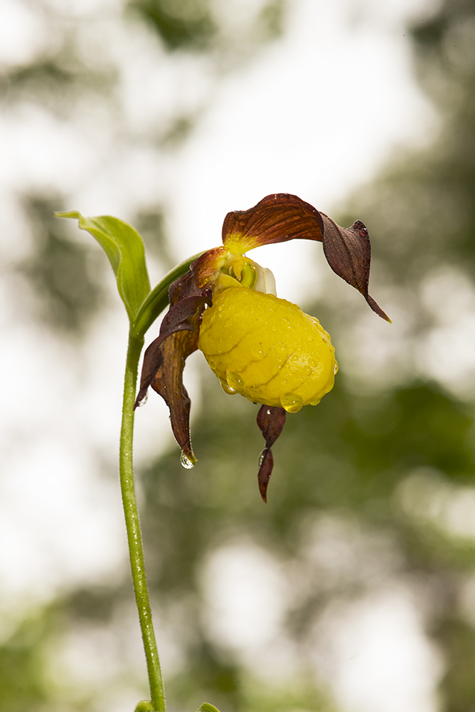 photo "***" tags: macro and close-up, растения