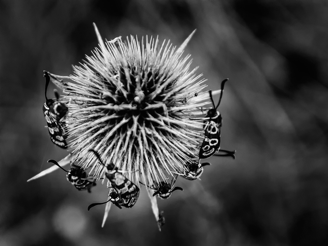 photo "жучки" tags: macro and close-up, 