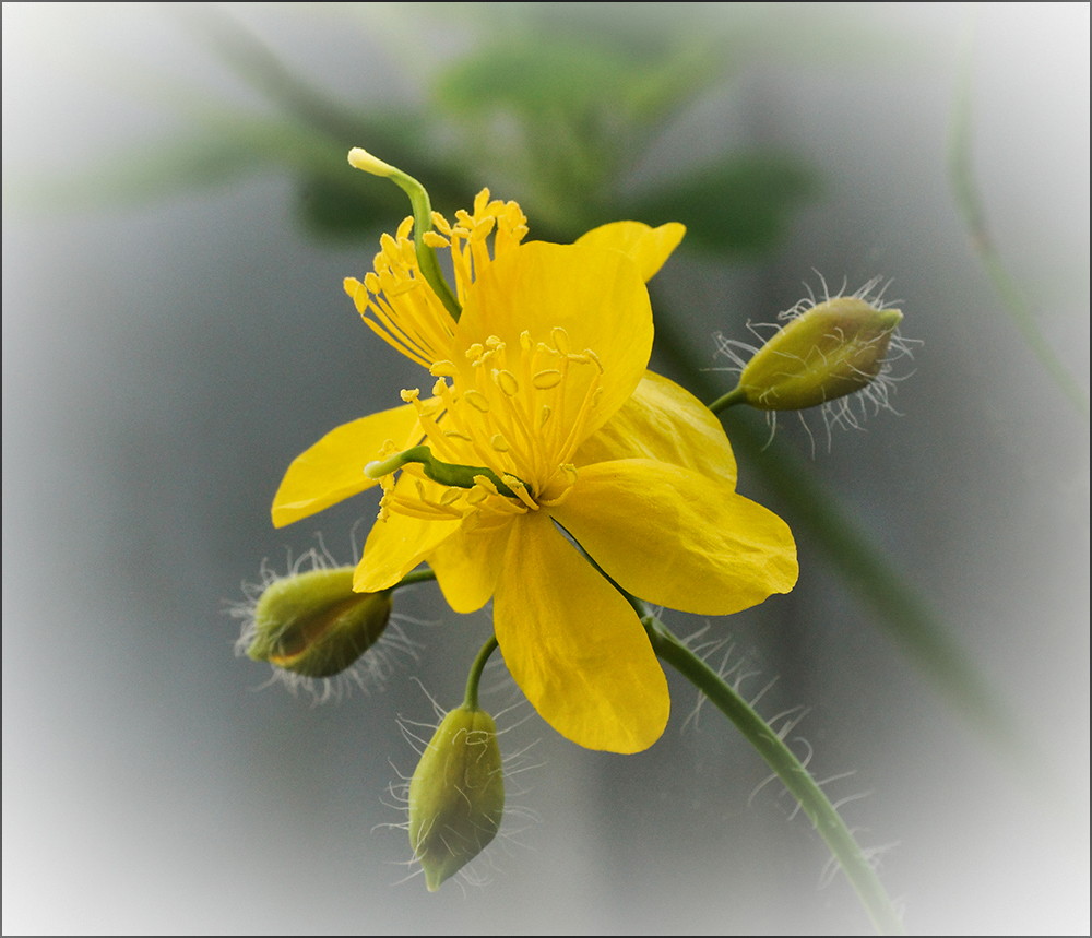 photo "* * *" tags: macro and close-up, nature, 