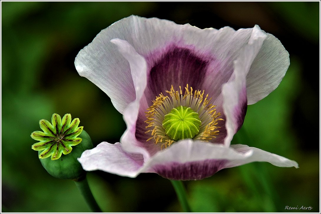 photo "***" tags: nature, macro and close-up, 