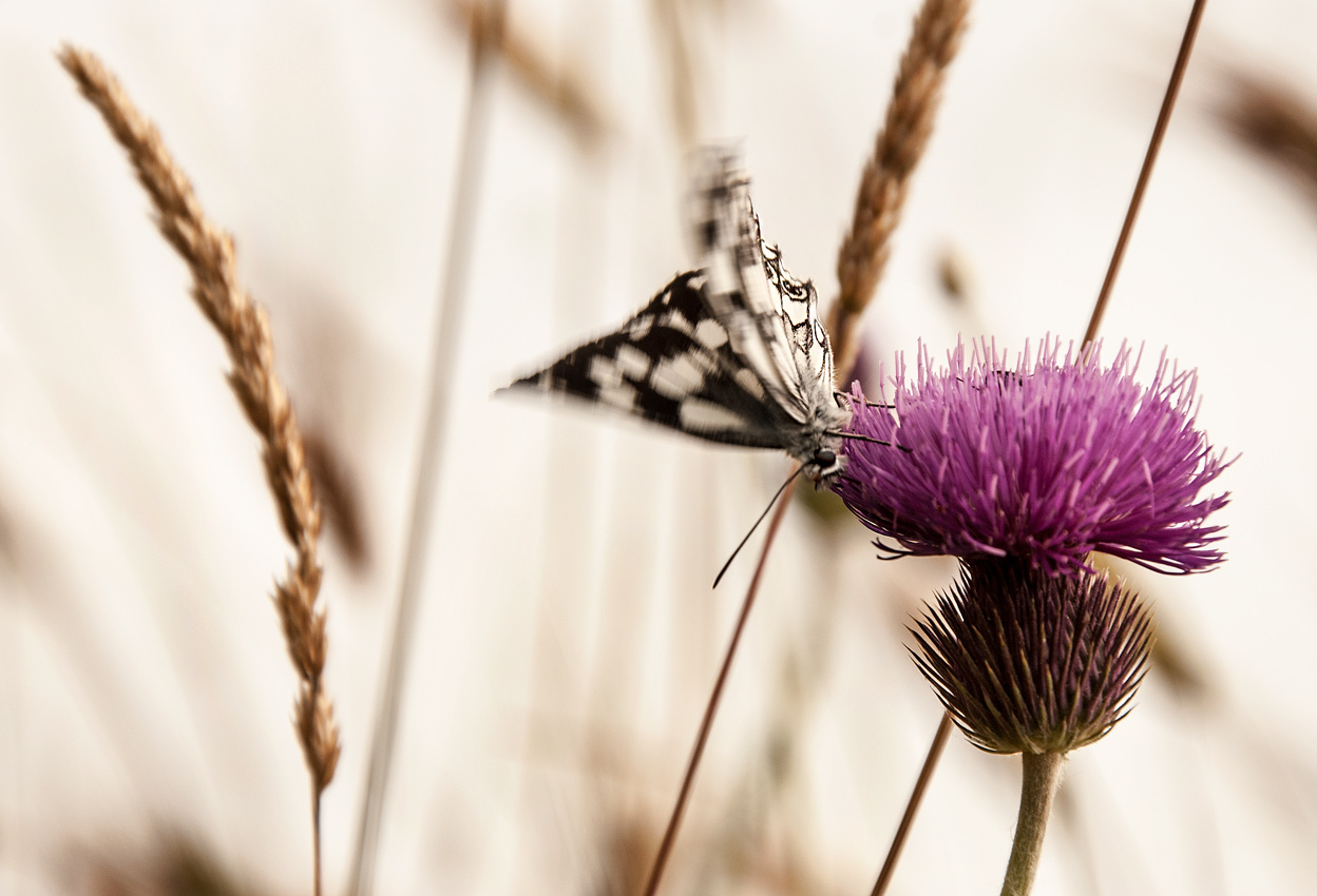 фото "Утренний ветер" метки: макро и крупный план, бабочка
