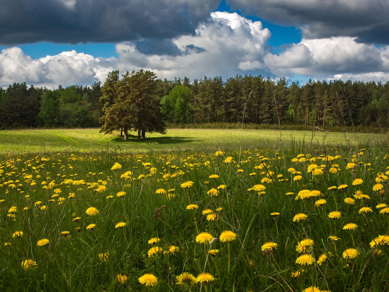 photo "***" tags: landscape, nature, travel, Russia, clouds, field, flowers, meadow, sky, summer, деревья, одуванчики