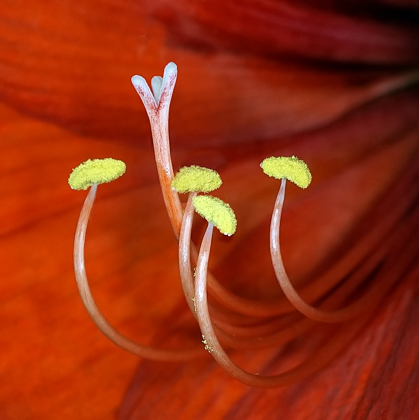 photo "Dance" tags: digital art, macro and close-up, танец