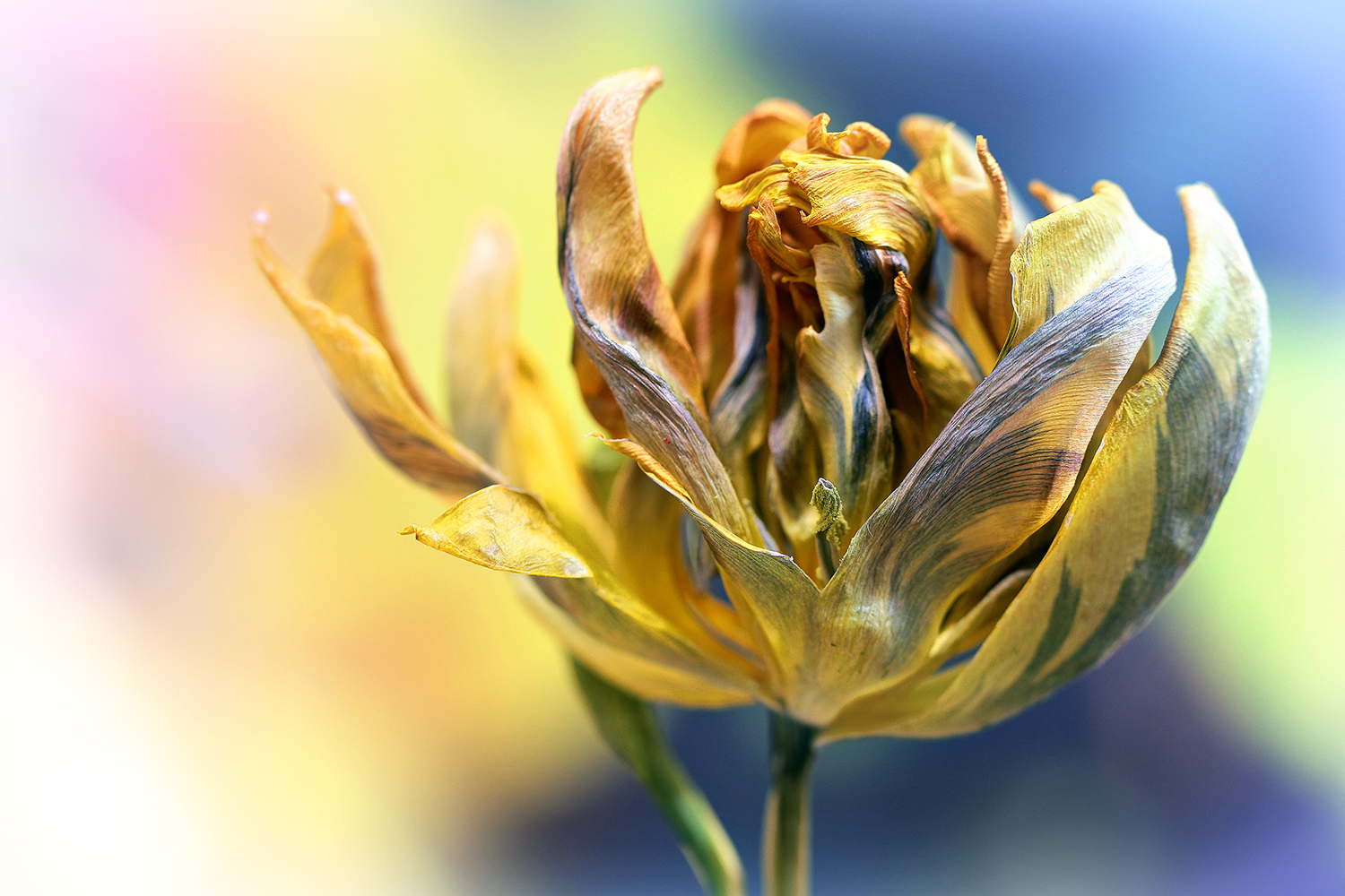 photo "Beauty is eternal" tags: macro and close-up, flowers, жёлтый, красота, красочный, макро