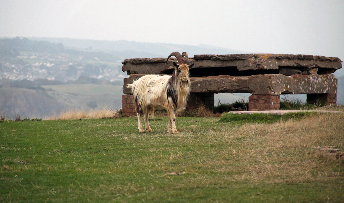 photo "***" tags: nature, wild animals