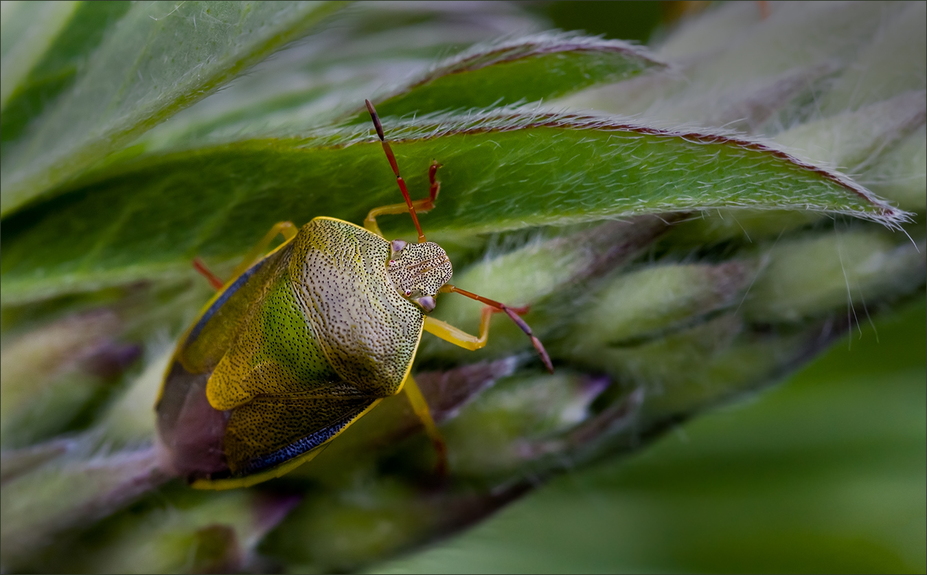 photo "***" tags: macro and close-up, 