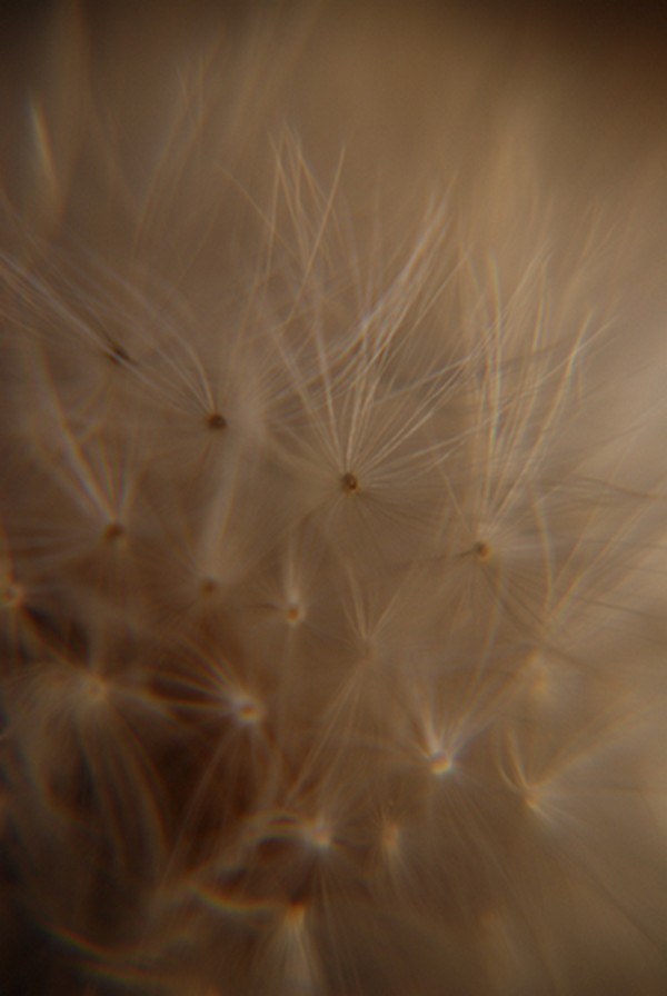 photo "Seeds" tags: macro and close-up, nature, still life, Dandy lions, fluffy, seeds, white