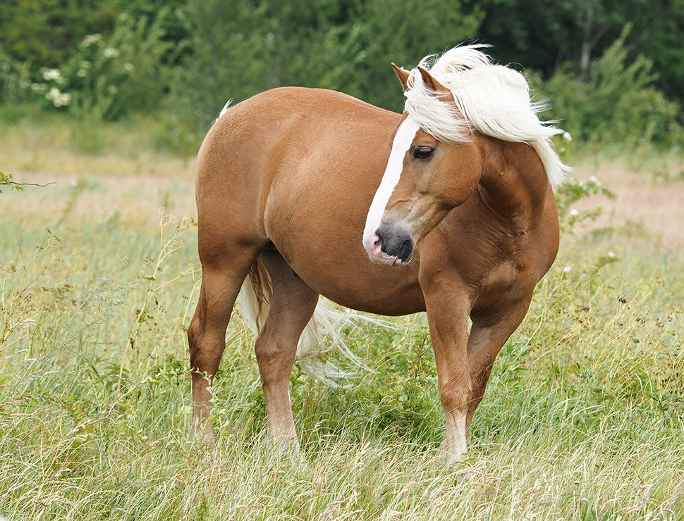 photo "Dressed In Brown" tags: nature, portrait, horse