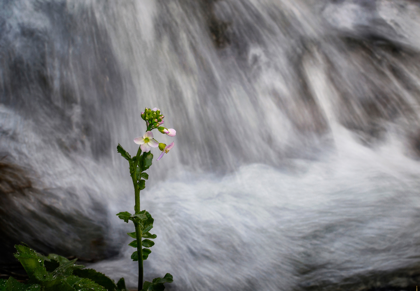 photo "***" tags: nature, 