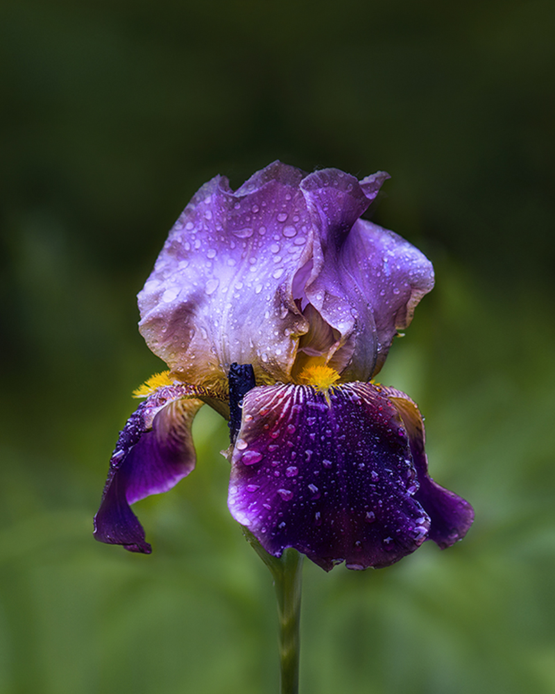 фото "и в каждой капле дождя" метки: макро и крупный план, ирис, капли дождя, красивые цветы, цветы