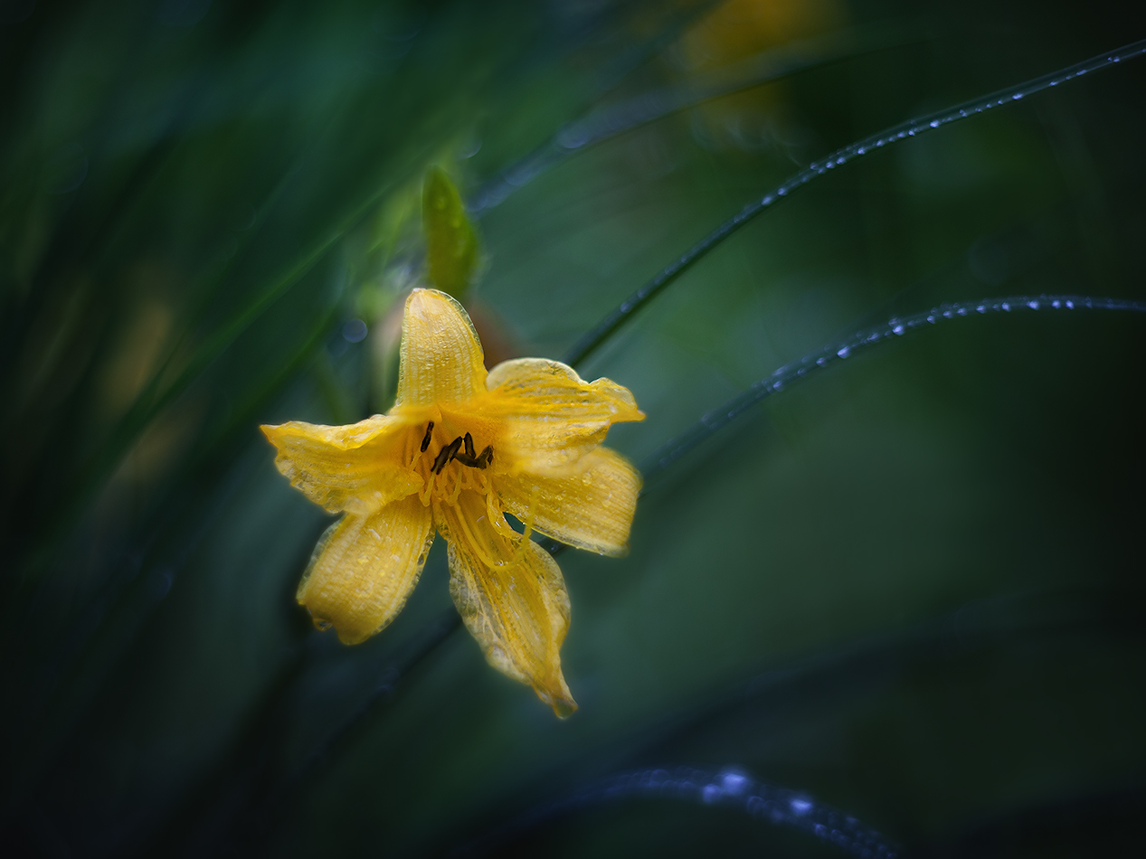 фото "Солнечный цветок дождливого лета" метки: макро и крупный план, 