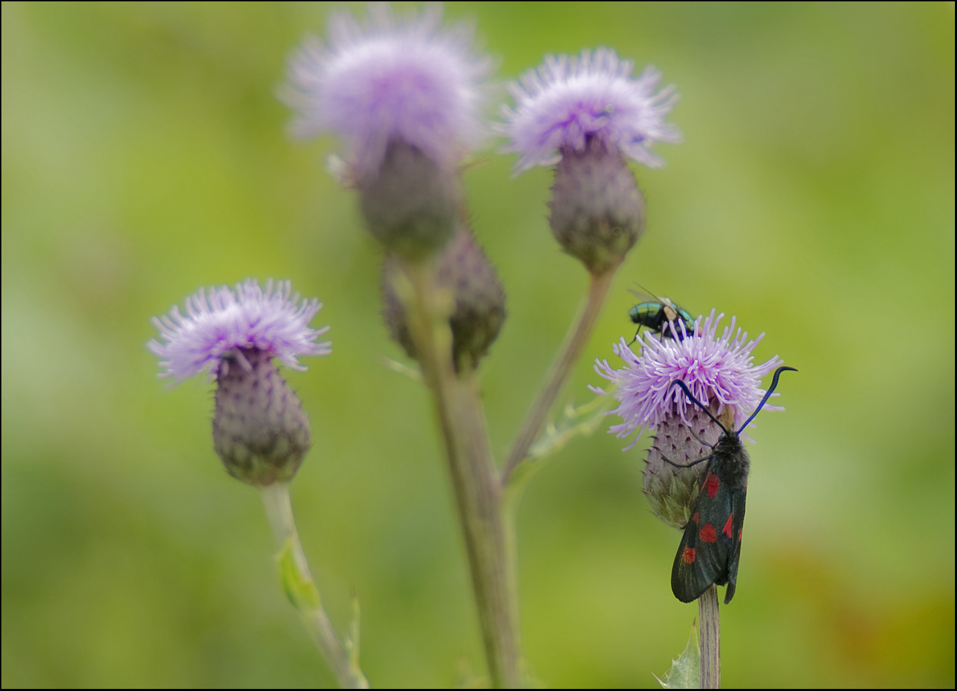 photo "***" tags: nature, macro and close-up, 