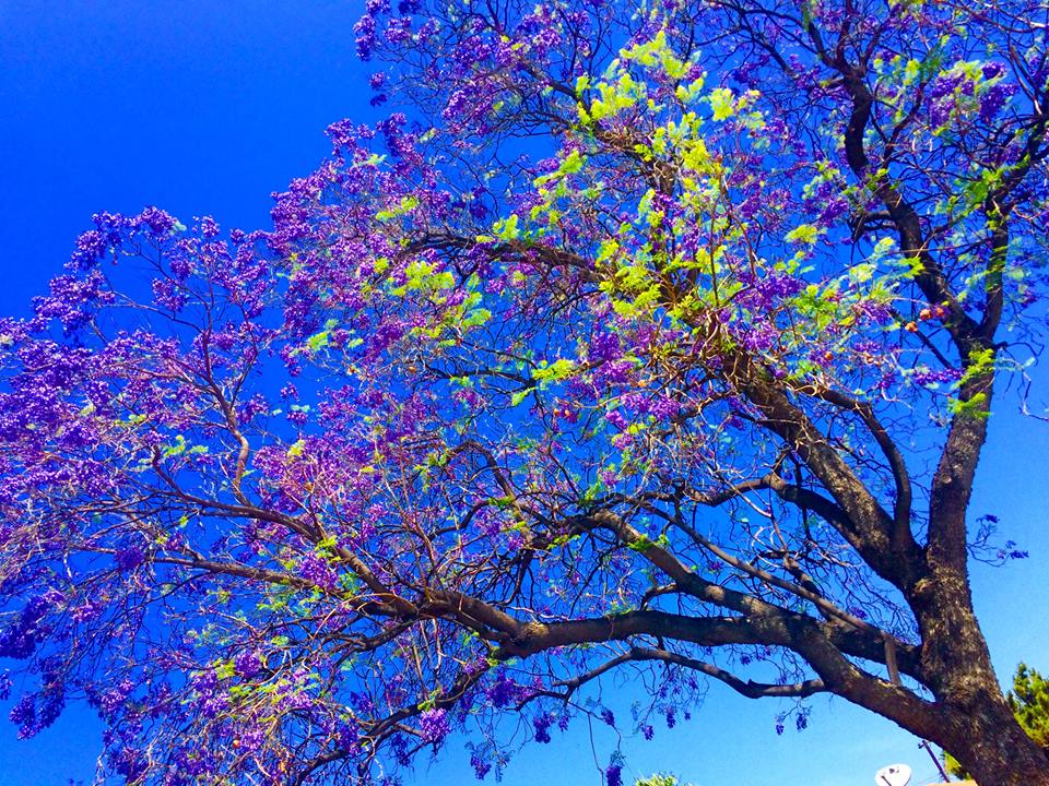 photo "***" tags: , blossoms, leaves, sky, tree