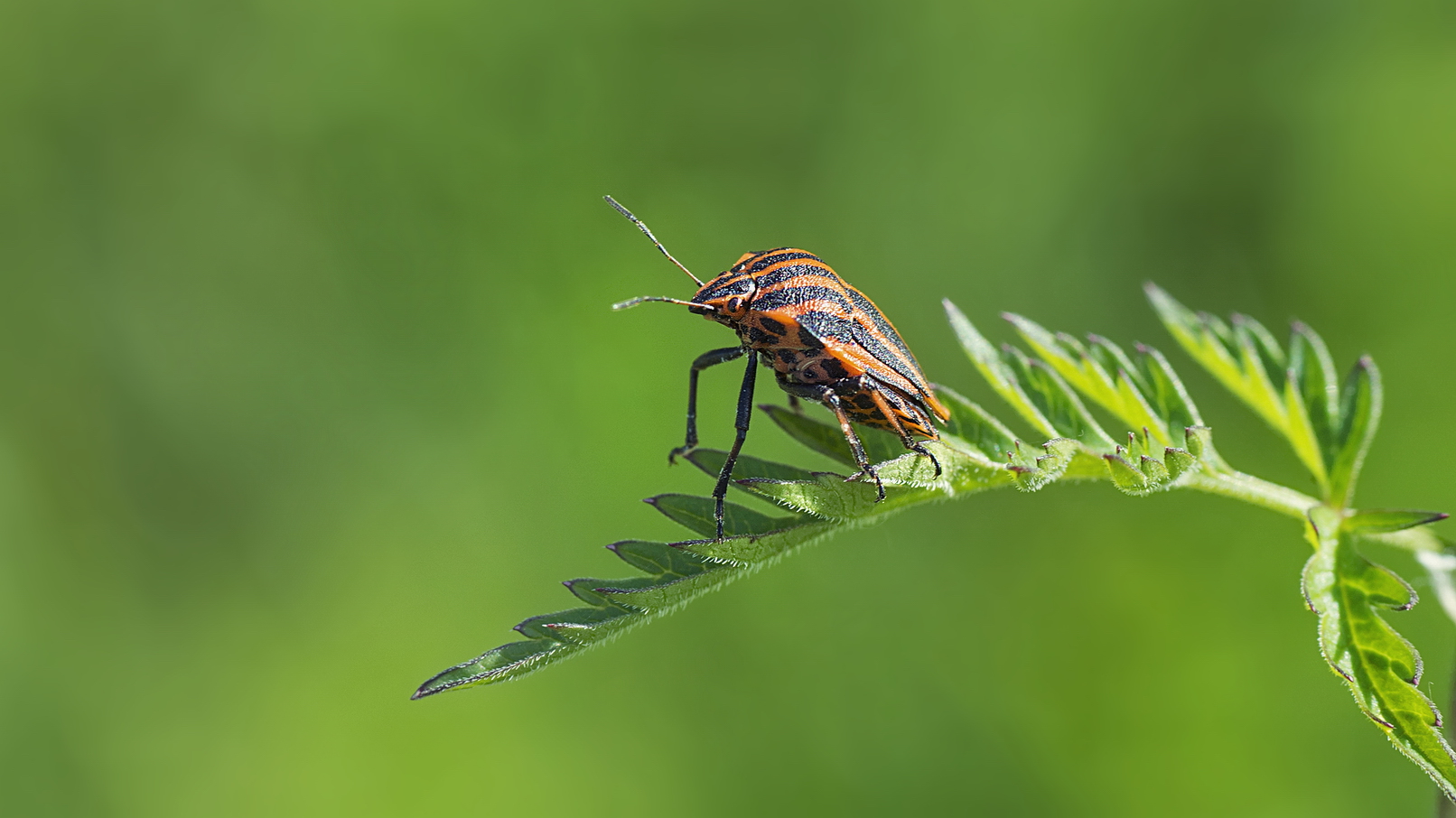 photo "***" tags: macro and close-up, 