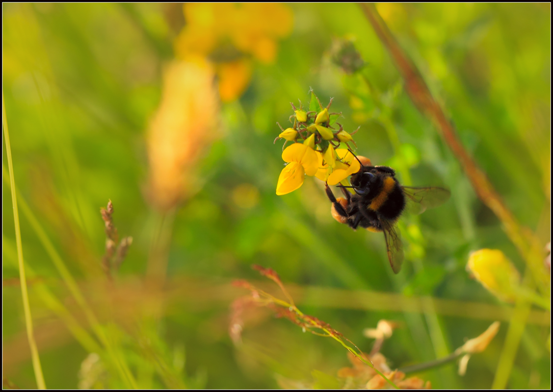 photo "***" tags: nature, macro and close-up, portrait, flowers, insect, spring