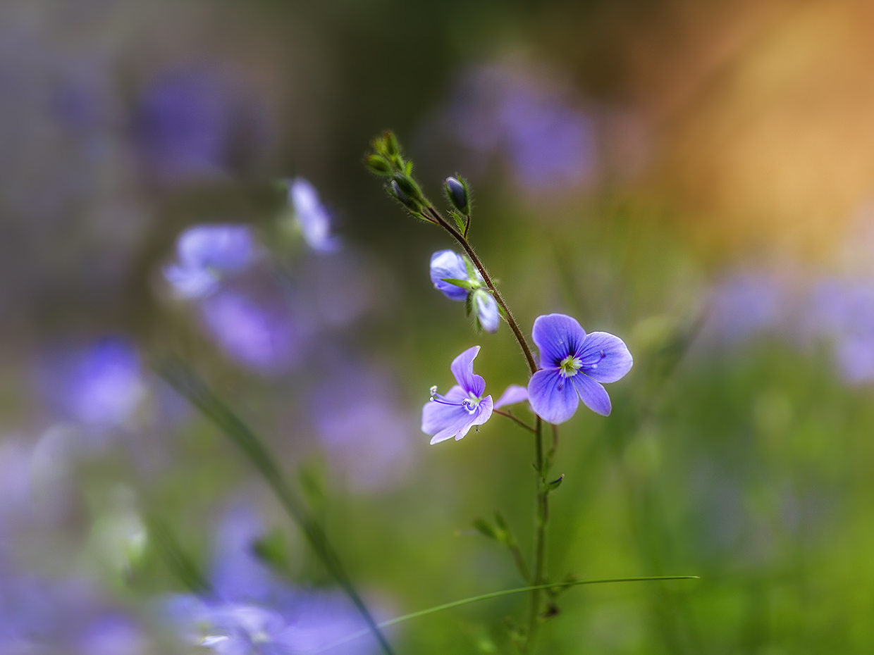 photo "***" tags: macro and close-up, 