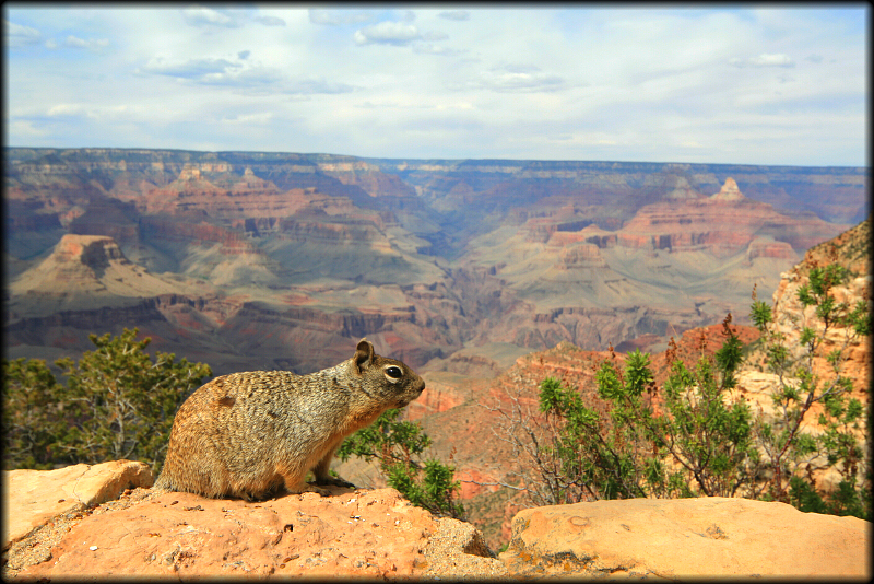 фото "Squirrel On The Edge" метки: пейзаж, природа, Grand Canyon, USA, animal, national park, белка