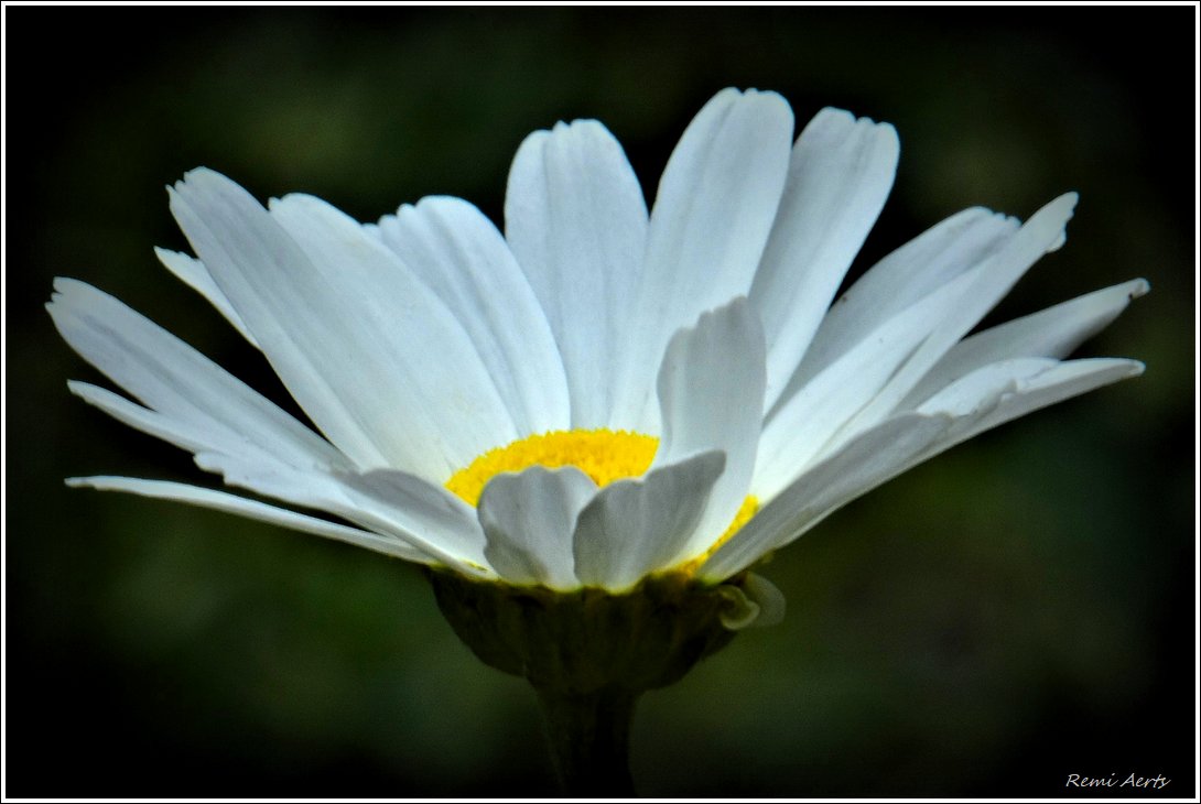 photo "***" tags: nature, macro and close-up, 