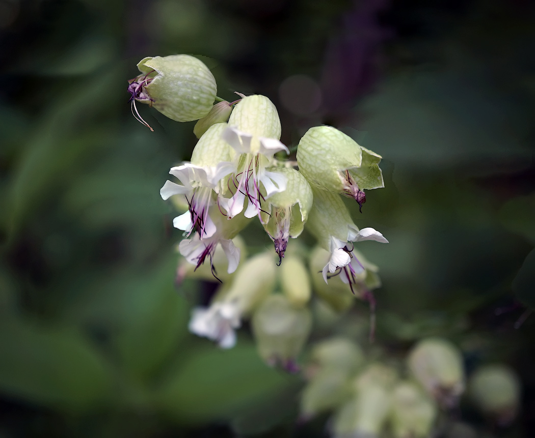 photo "Etude with light" tags: nature, macro and close-up, flowers, light