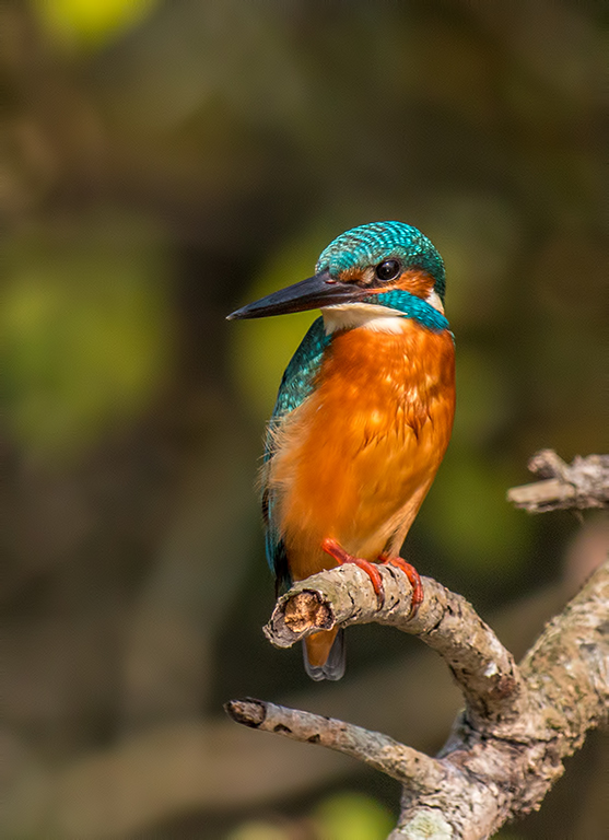 фото "Common Kingfisher" метки: природа, путешествия, birds, kingfisher