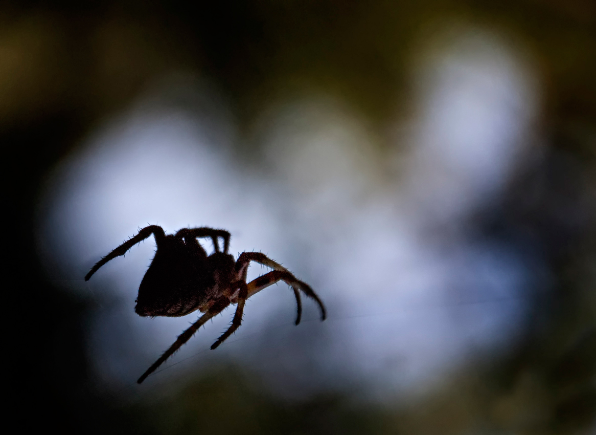 photo "паук" tags: macro and close-up, 