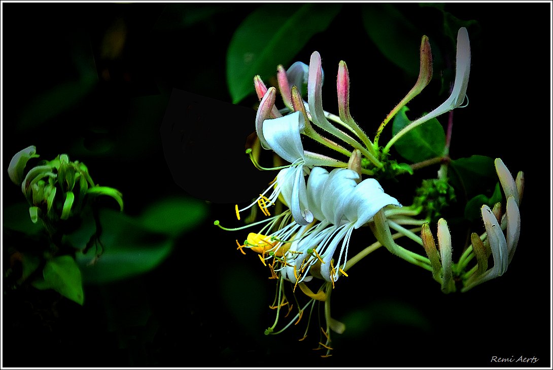 photo "***" tags: nature, macro and close-up, 