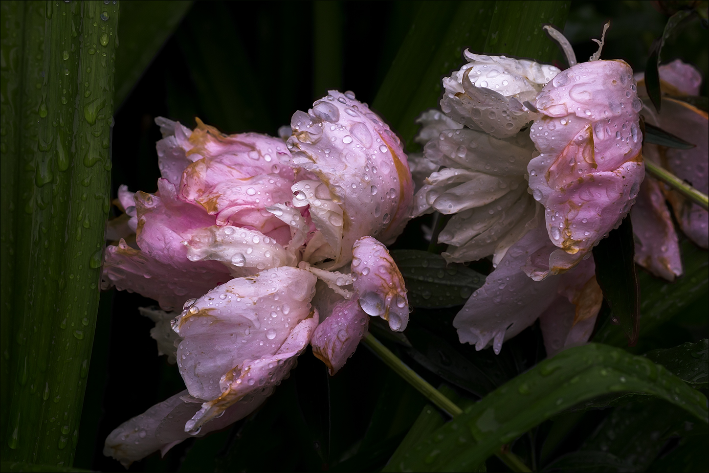 photo "***" tags: macro and close-up, 