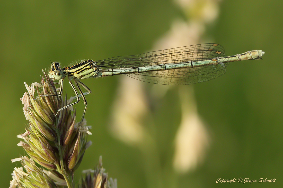 photo "***" tags: macro and close-up, grass, summer, Насекомые, макро, стрекоза