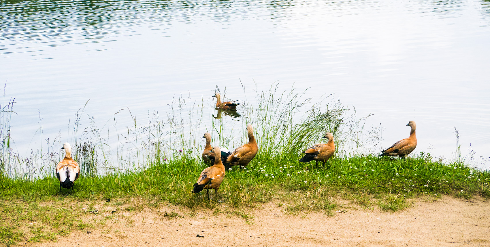 photo "***" tags: nature, lake, summer, water, wild animals