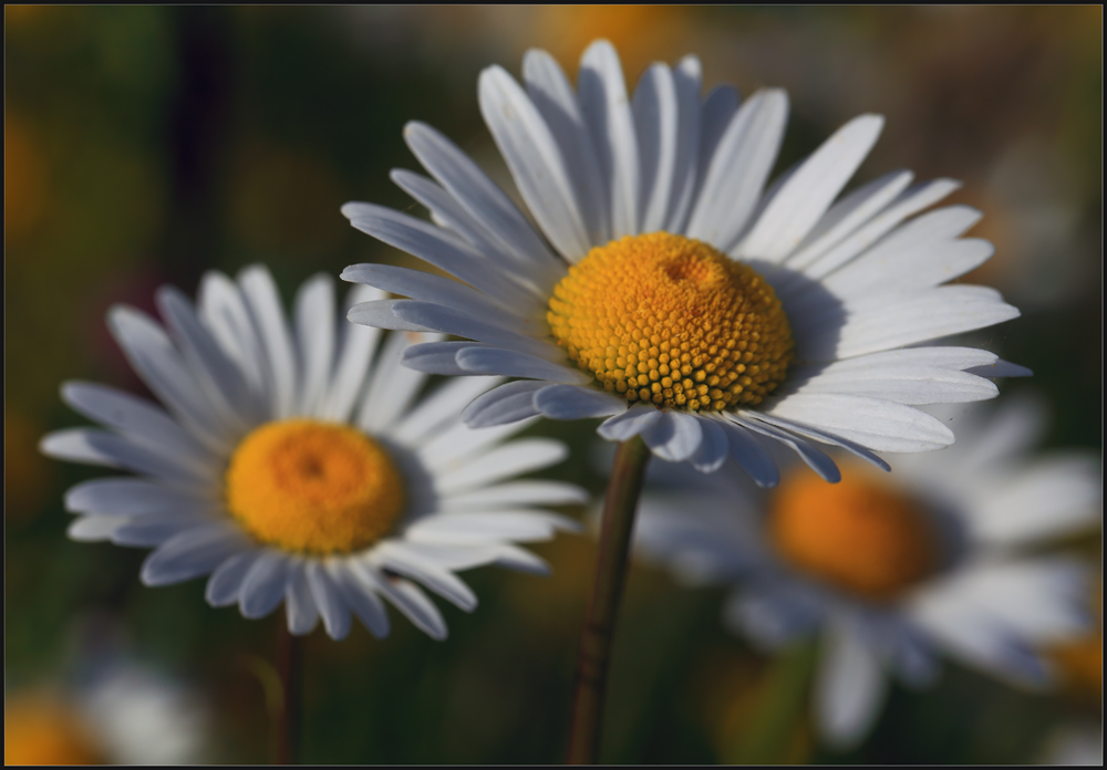 photo "***" tags: macro and close-up, nature, flowers, summer