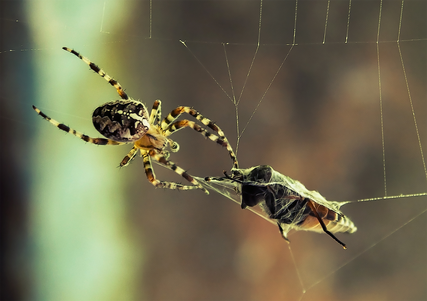 photo "***" tags: macro and close-up, 