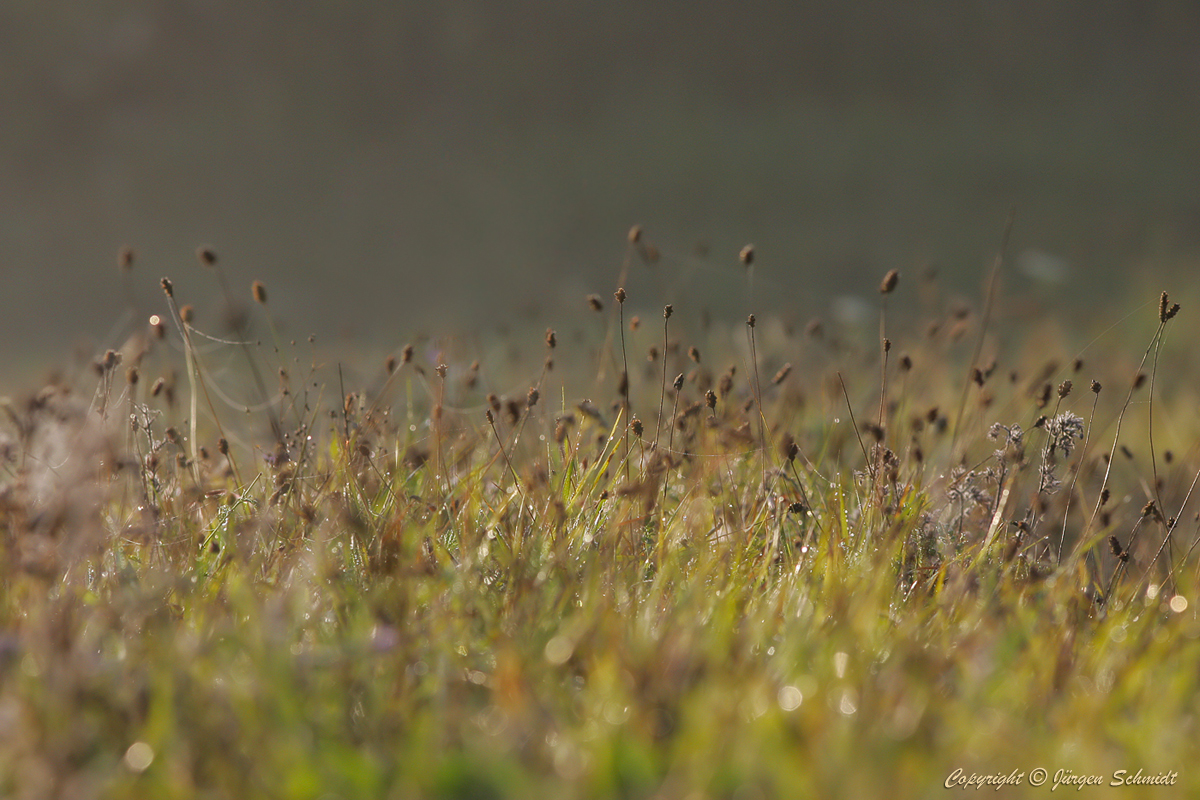 photo "***" tags: nature, landscape, misc., fog, grass, morning, август, роса