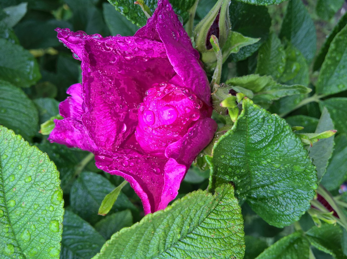 photo "Цветок" tags: macro and close-up, nature, misc., rain, капли, роса, цветок