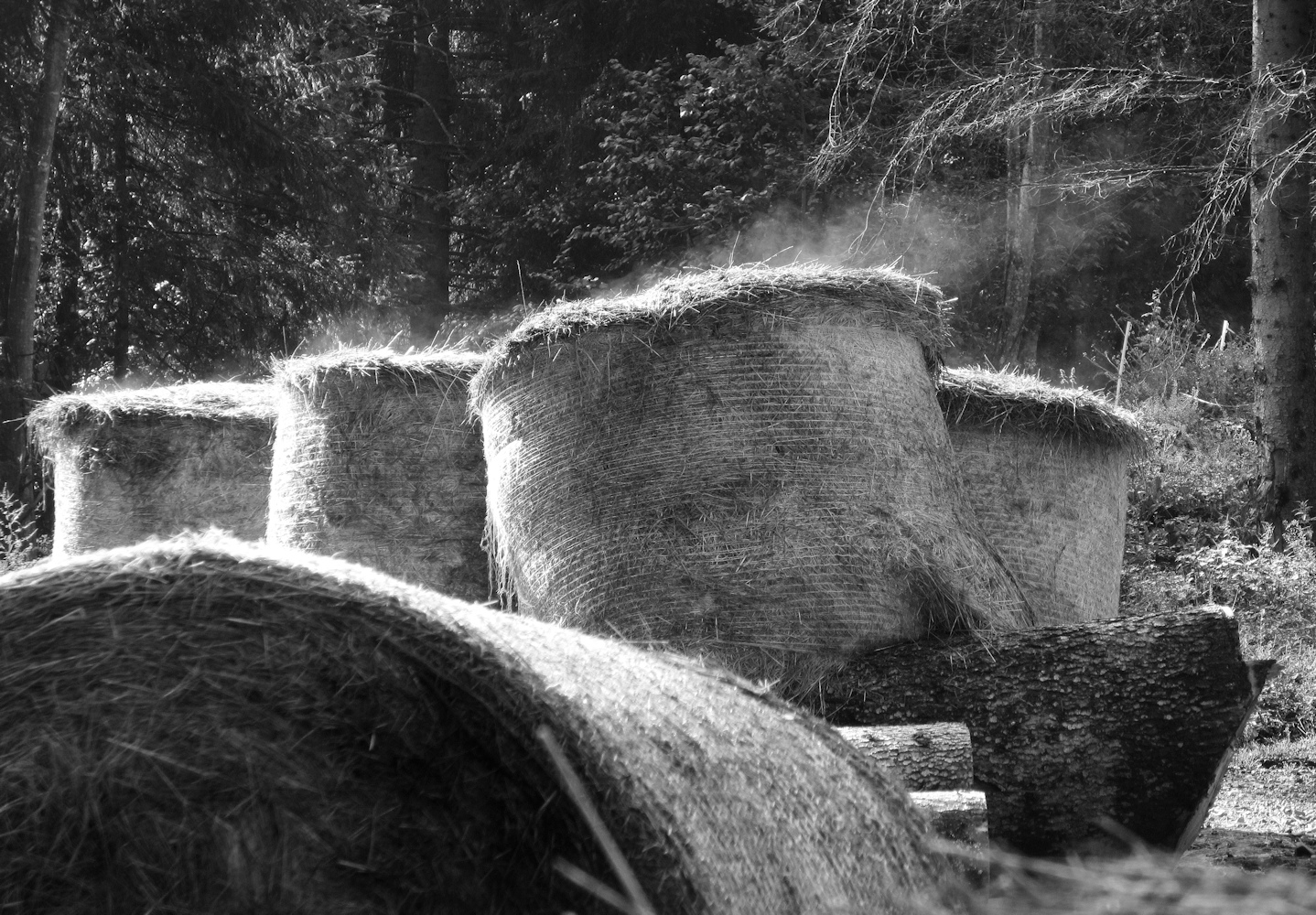 photo "***" tags: nature, black&white, landscape, morning steam, round haystacks, круглые стога