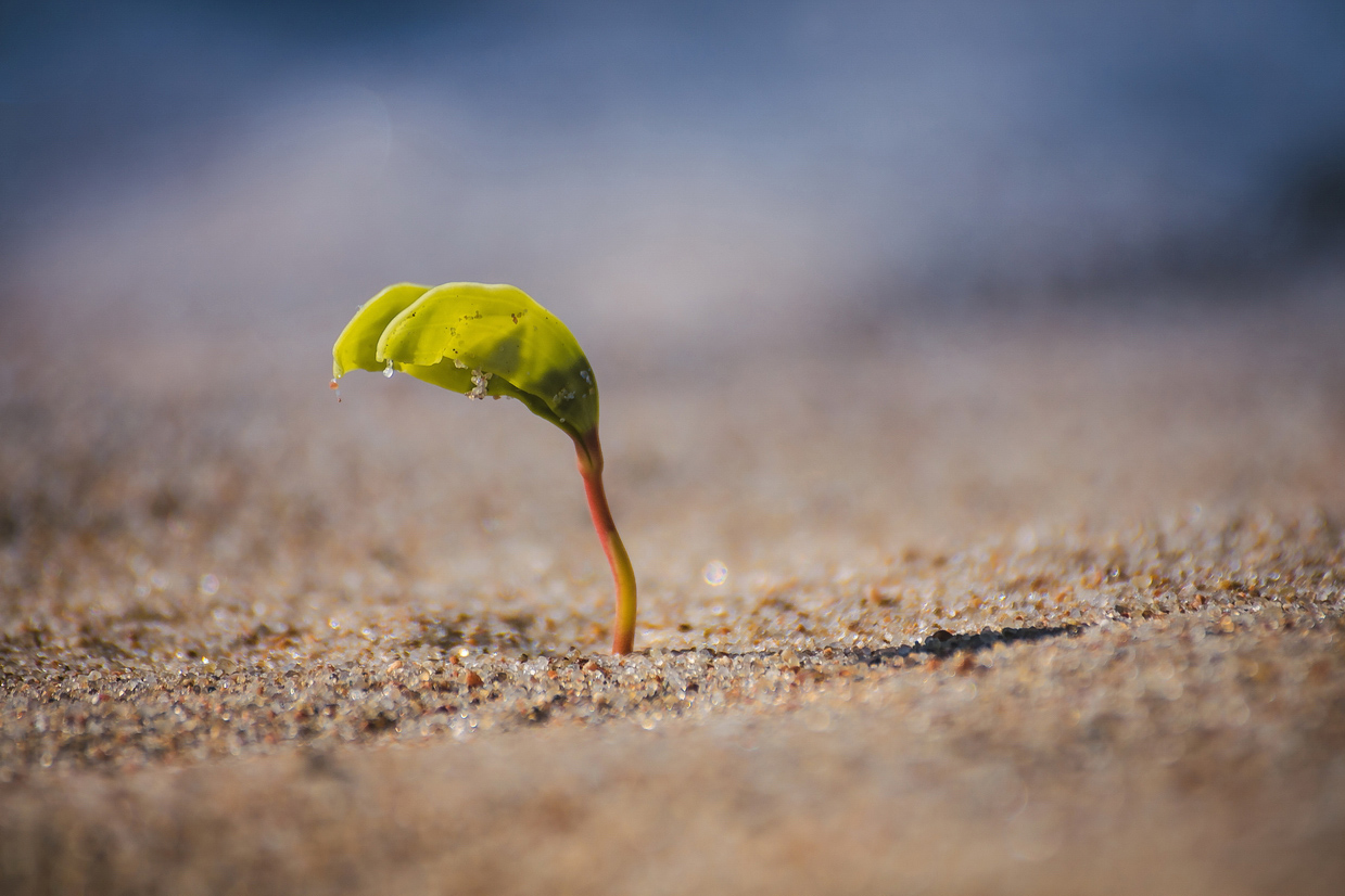 photo "малыш" tags: nature, macro and close-up, misc., beach, малыш, песок, росток