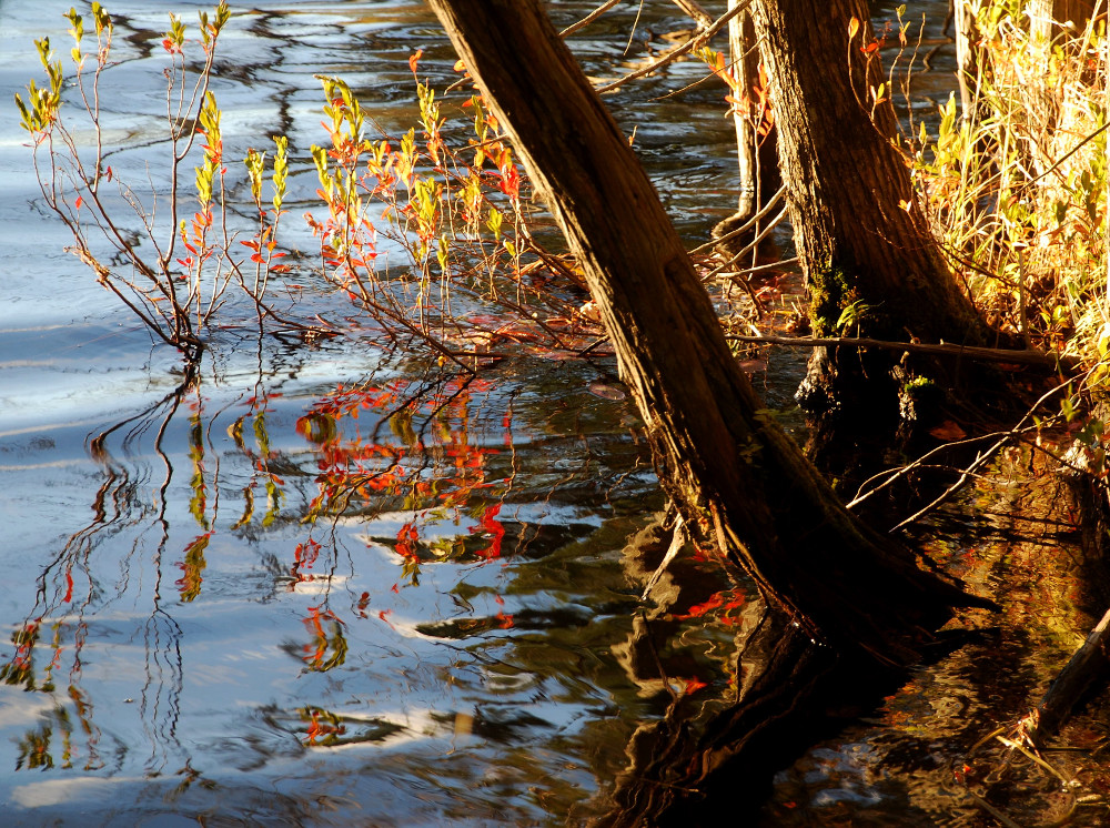 photo "==-" tags: nature, color, plant life, reflection, water