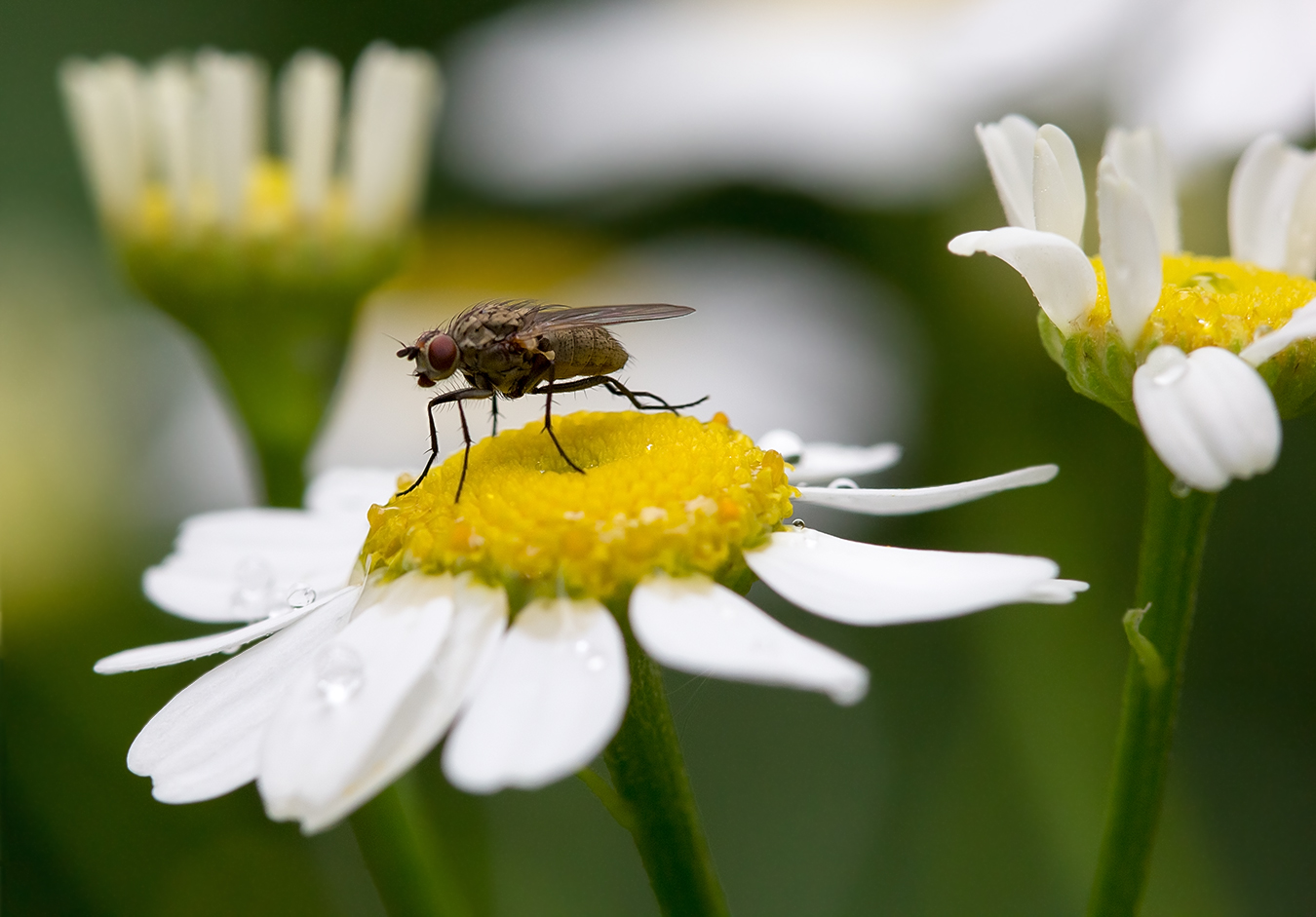 photo "***" tags: macro and close-up, 