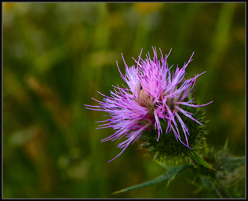 photo "***" tags: macro and close-up, nature, flowers, summer